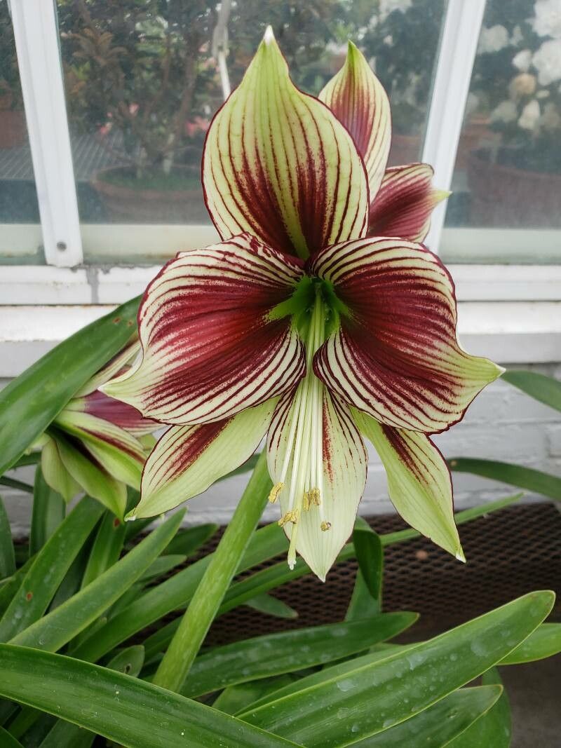 Green Red Amaryllis Flower Seeds for Planting – Heirloom, Non-GMO, High Germination