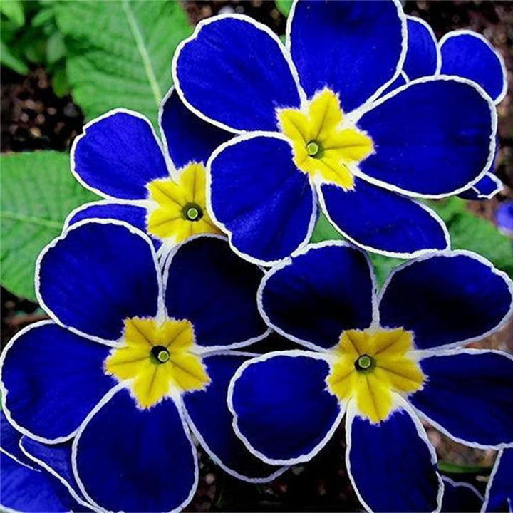 Flower Seeds, Seeds,Seeds For Planting,Plant Seeds