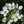 White Wasabi Diplotaxis Herb Seeds for Planting – Heirloom, Non-GMO Seeds for Fresh and Flavorful Gardens