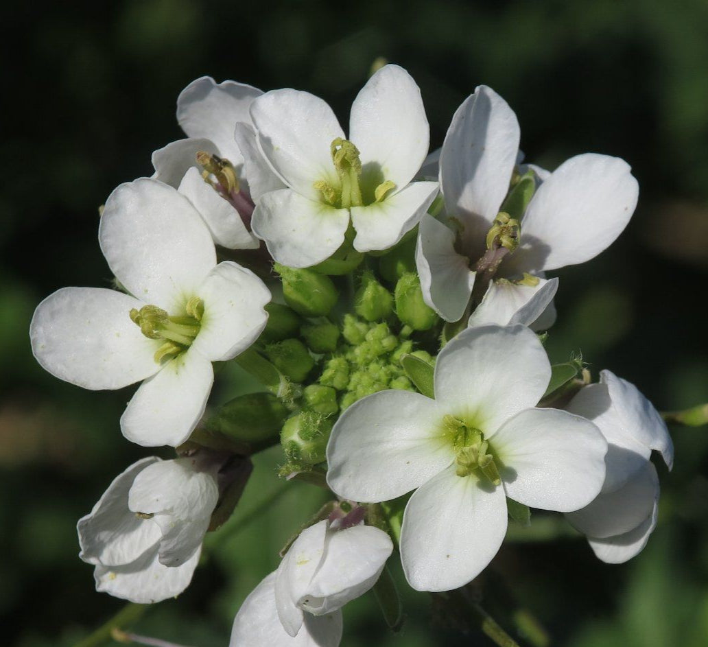 White Wasabi Diplotaxis Herb Seeds for Planting – Heirloom, Non-GMO Seeds for Fresh and Flavorful Gardens