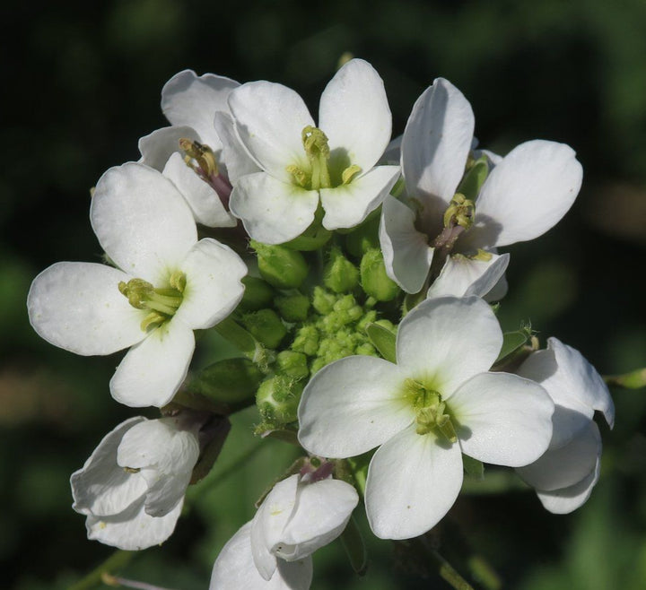 White Wasabi Diplotaxis Herb Seeds for Planting – Heirloom, Non-GMO Seeds for Fresh and Flavorful Gardens