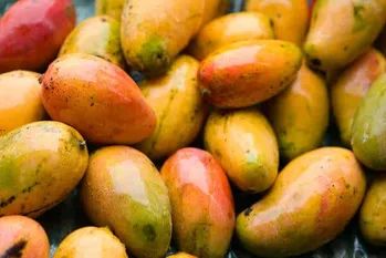 Dicotyledons Melon fruit seeds for planting – Heirloom & Non-GMO Garden seeds