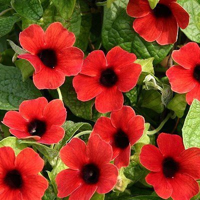 Red Thunbergia Flower Seeds for Planting – Heirloom, Non-GMO, High Germination Organic Garden Seeds