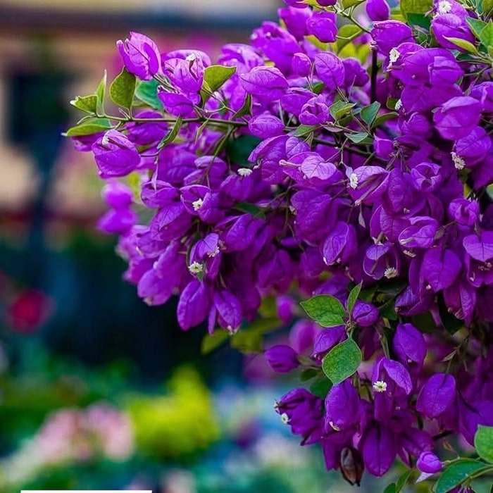 Purple Bougainvillea Flower Seeds for Planting – Easy to Grow, Heirloom, Non-GMO Home Garden Seeds