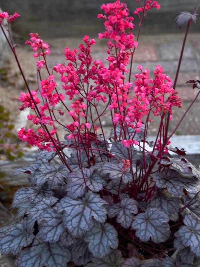 Pink Heuchera Flower Seeds for Planting – Heirloom Non-GMO, High Germination Organic Garden Seeds