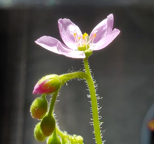 Pink Sundew Flower Seeds for Planting 100 pcs - Heirloom, Non-GMO, High Germination Organic Garden Seeds