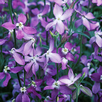 Violet Evening-Scented Flower Seeds for Planting – Heirloom Non-GMO High Germination Organic Garden Seeds