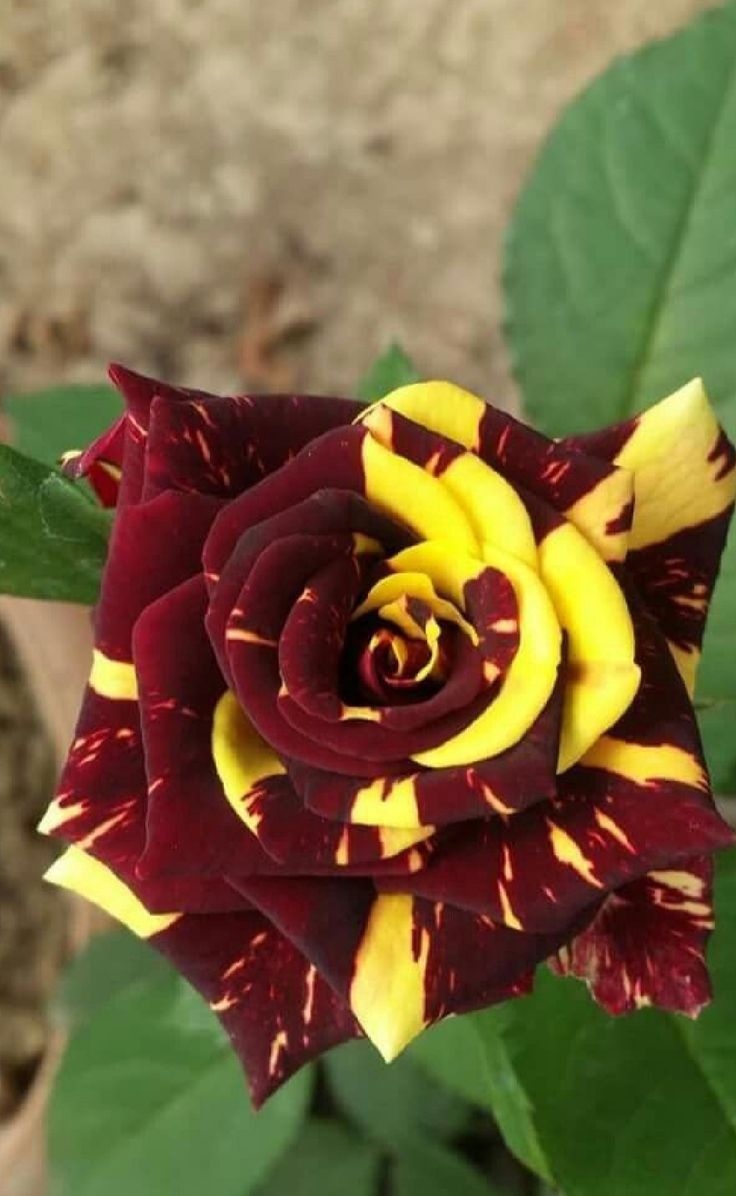 Maroon Yellow Rose Flower Seeds for Planting – Sun Loving, Heirloom & Non-GMO Organic Garden Seeds