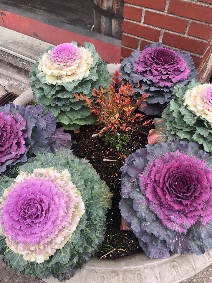 Mixed Color Brassica Oleracea Flower Seeds for Planting – Heirloom, Non-GMO, Drought Tolerant, High Germination