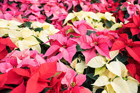 Mixed Poinsettia Flower Seeds for Planting - Bright Blooms, Heirloom, Non-GMO & High Germination Garden Seeds, 100pcs