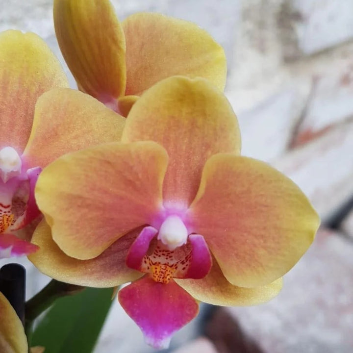 Pink Yellow Phalaenopsis Orchid Flower Seeds for Planting – Heirloom, Non-GMO, High Germination