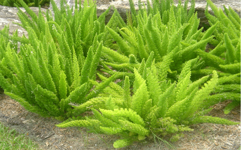 Futaba Foxtail Fern Herb Seeds for Planting – Heirloom, Non-GMO, Organic Garden Seeds with High Germination