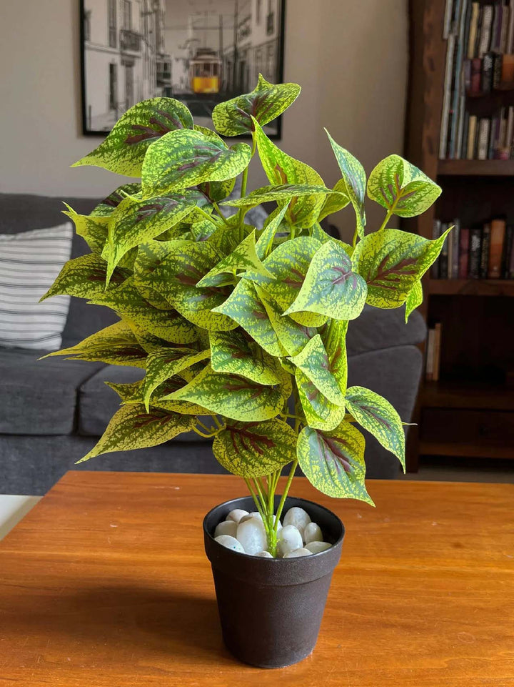 Light Green Dragon Coleus Seeds for Planting – Cottage Garden Essential, Heirloom &amp; Non-GMO Seeds for Home Garden