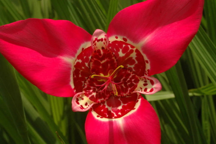 Red Tigridia Pavonia Flower Seeds for Planting – Heirloom Non-GMO, High Germination Organic Garden Seeds