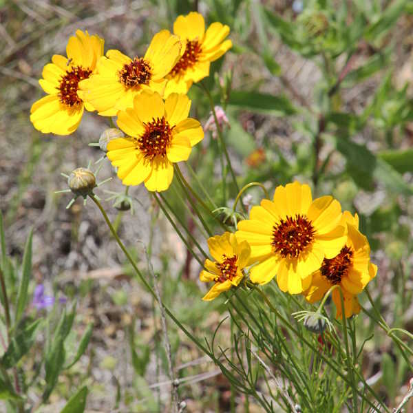 Greenthread Flower Seeds for Planting – Heirloom, Non-GMO, High Germination Organic Garden Seeds