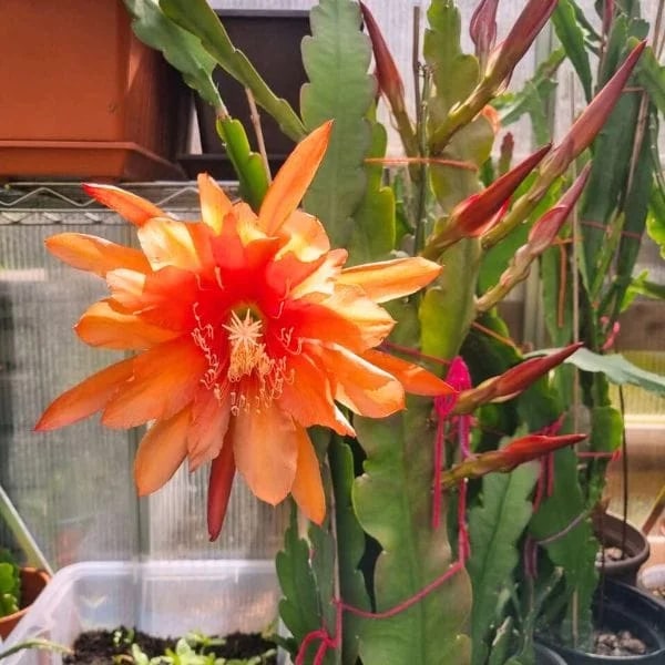 Orange Nopalxochia Flower Seeds for Planting – Heirloom Non-GMO Seeds for Home Garden