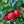 Barbados Cherry fruit seeds for planting – Heirloom & Non-GMO Garden seeds