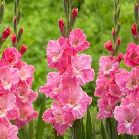 Baby Pink Red Gladiolus Flower Seeds for Planting – Heirloom, Non-GMO, High Germination Garden Seeds