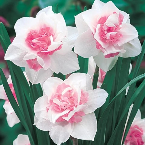 Pink Double Petals Narcissus Flower Seeds for Planting – Heirloom, Non-GMO, High Germination Organic Garden Seeds