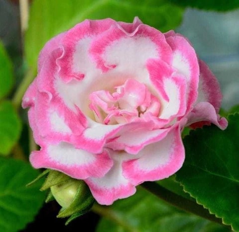 Pink White Gloxinia Flower Seeds for Planting – Heirloom, Non-GMO, High Germination Garden Seeds