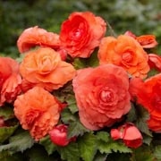 Orange Gloxinia Flower Seeds for Planting – Heirloom, Non-GMO, High Germination Organic Garden Seeds