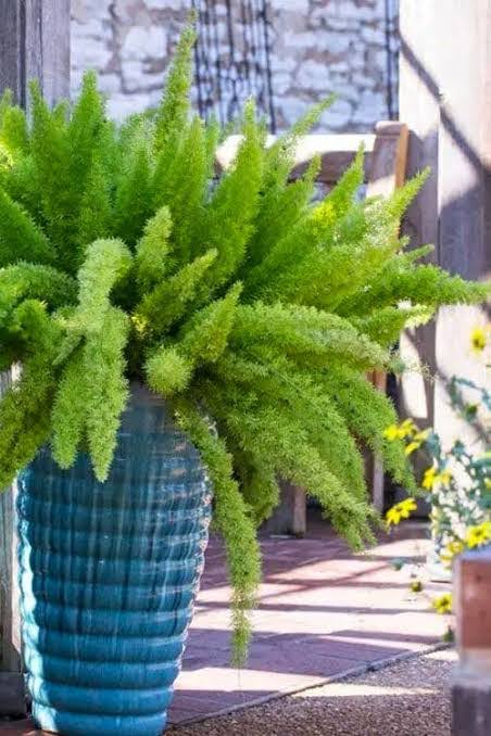 Futaba Foxtail Fern Herb Seeds for Planting – Heirloom, Non-GMO, Organic Garden Seeds with High Germination