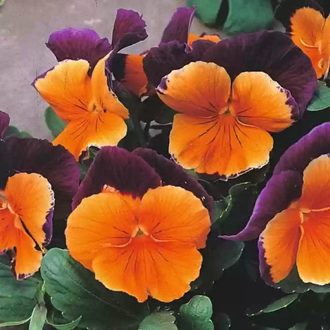 Flower Seeds, Seeds,Seeds For Planting,Plant Seeds