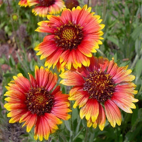Flower Seeds, Seeds,Seeds For Planting,Plant Seeds