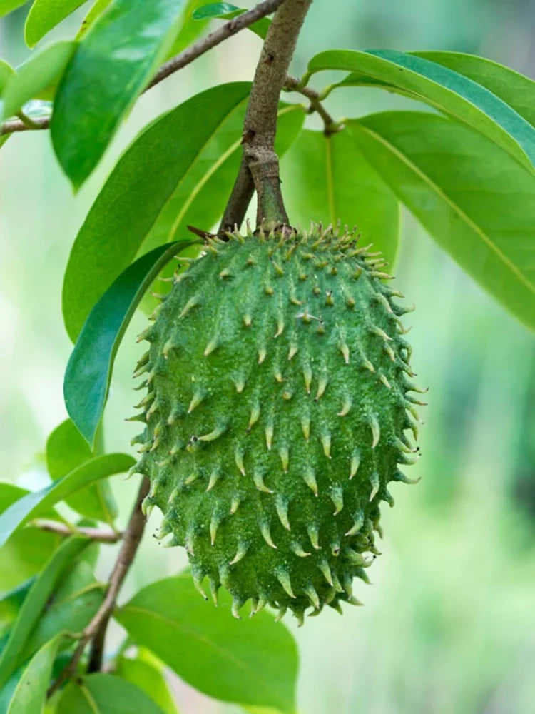 Fruit Seeds,Garden seeds, Seeds For Planting,Plant Seeds
