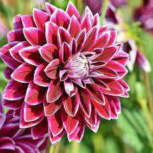 Flower Seeds, Seeds,Seeds For Planting,Plant Seeds