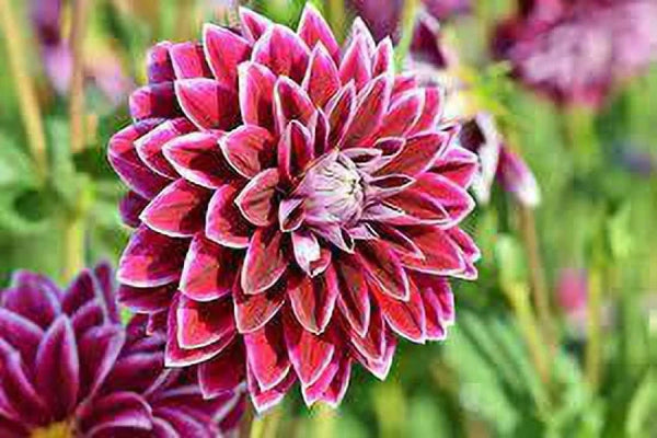 Flower Seeds, Seeds,Seeds For Planting,Plant Seeds