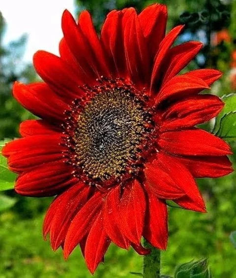 Red Moulin Sunflower Flower Seeds for Planting – Heirloom Non-GMO, High Germination Organic Garden Seeds