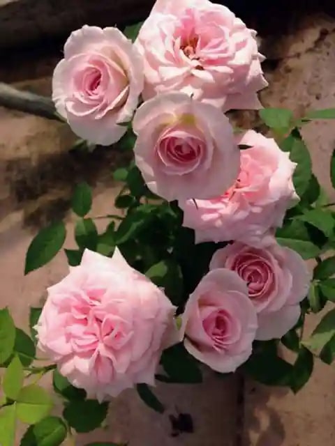 Holland Rose Flower Seeds for Planting Light Pink – Compact Growth, Heirloom, Non-GMO, High Germination Organic Garden Seeds