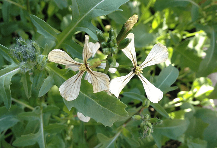 Rocket Flower Seeds for Planting – Heirloom Non-GMO, High Germination Organic Garden Seeds