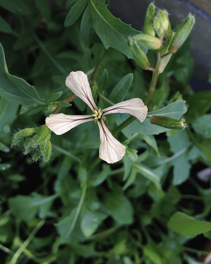 Rocket Flower Seeds for Planting – Heirloom Non-GMO, High Germination Organic Garden Seeds