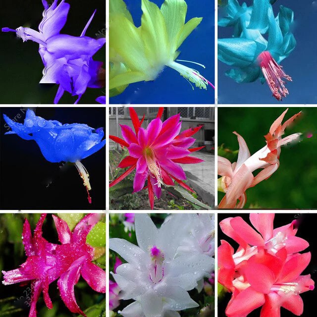 Mixed Zygocactus Truncatus Flower Seeds for Planting – Heirloom Non-GMO, High Germination Organic Garden Seeds