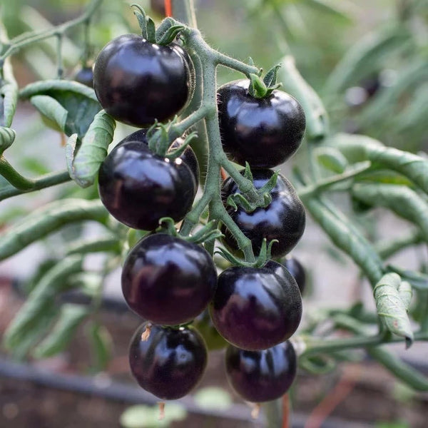 Black Cherry Tomato Seeds for Planting – Heirloom Non-GMO Sweet Vegetable Seeds with High Germination for Organic Gardens