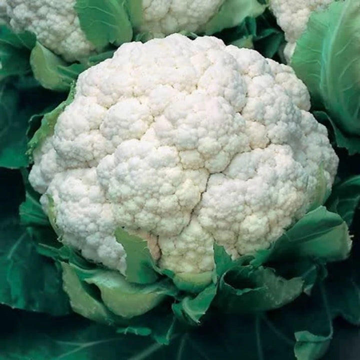 Tropical Cauliflower Vegetable Seeds for Planting – Heat-Tolerant, High Yield Indian Variety for Home Garden & Organic Farming