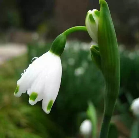 Flower Seeds, Seeds,Seeds For Planting,Plant Seeds