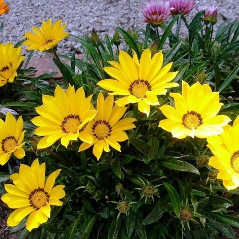 Yellow Gazania Flower Seeds for Planting – Heirloom, Non-GMO, Shade Tolerant, High Germination
