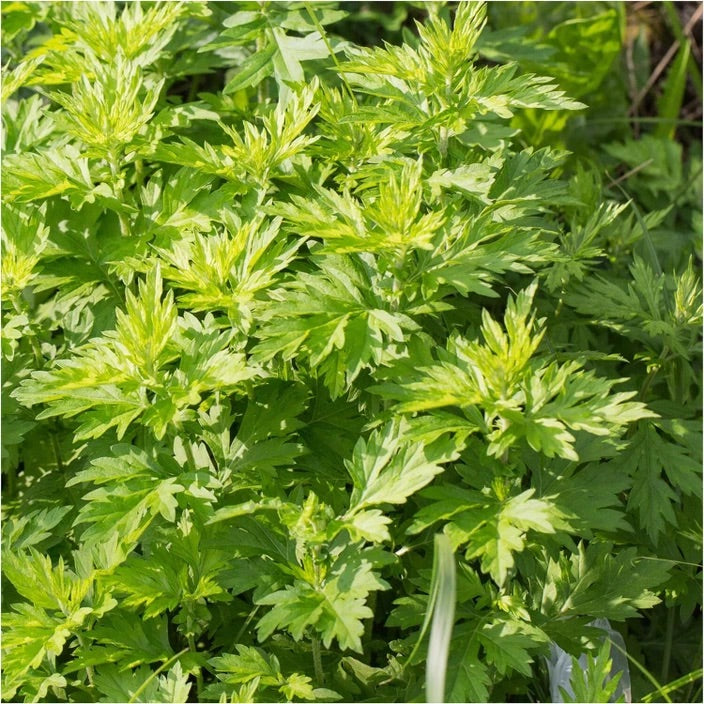Mugwort (Artemisia vulgaris) Seeds for Planting – Heirloom, Non-GMO Medicinal Herb Seeds for Traditional & Aromatic Gardens