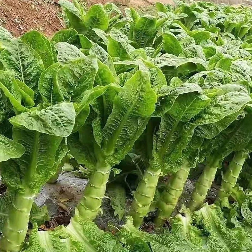 Asparagus Lettuce Celtuce Seeds for Planting – Heirloom, Non-GMO, Crisp Stem Vegetable – High Germination