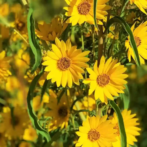 Flower Seeds, Seeds,Seeds For Planting,Plant Seeds