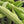 Vegetable Seeds,Garden seeds, Seeds For Planting,Plant Seeds