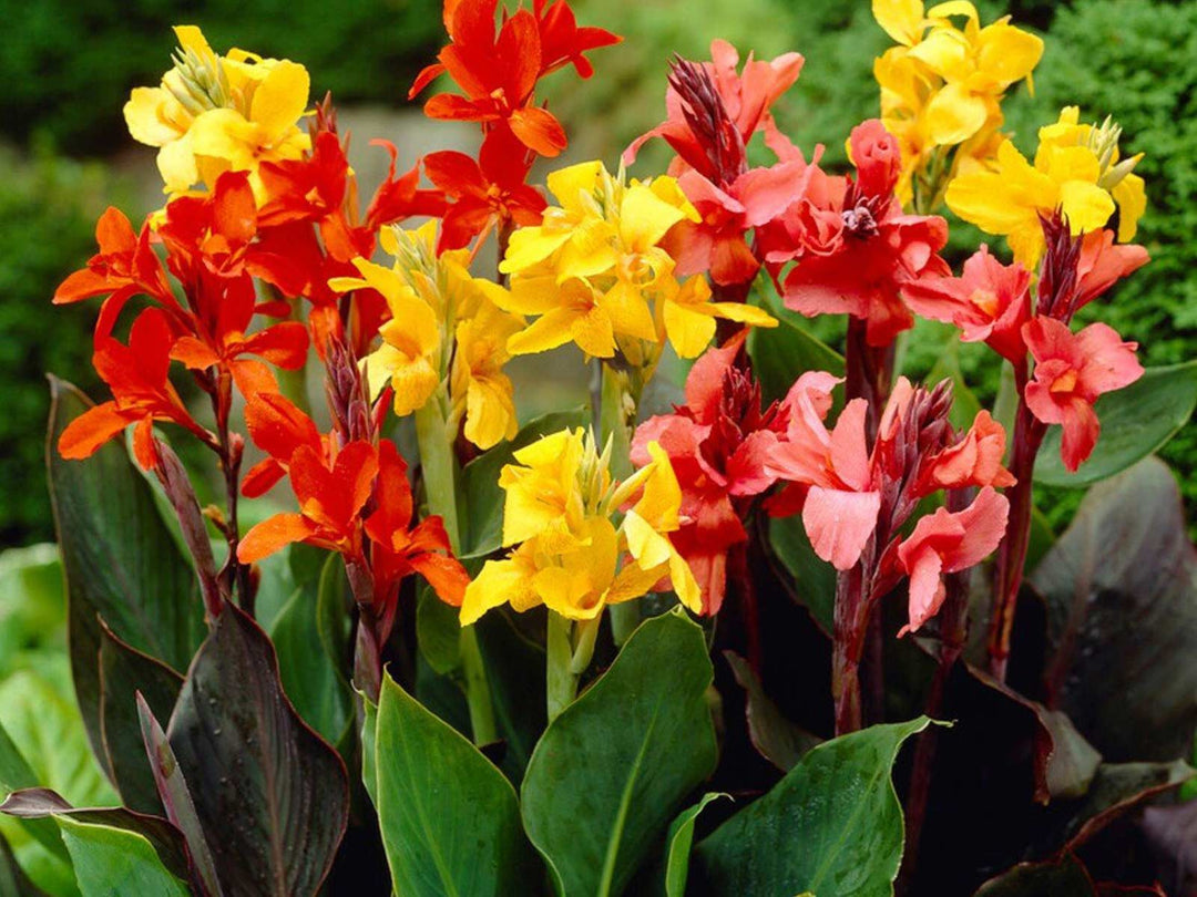 Tall Canna Lily Flower Seeds for Planting – Sun Loving, Heirloom, Non-GMO Seeds for Home Garden