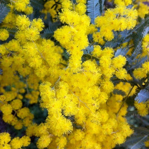 Flower Seeds, Seeds,Seeds For Planting,Plant Seeds