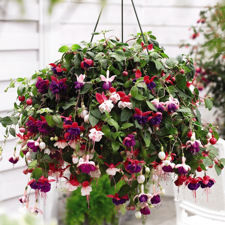 Mixed Double Fuchsia Flower Seeds for Planting – Heirloom, Non-GMO, High Germination Organic Garden Seeds