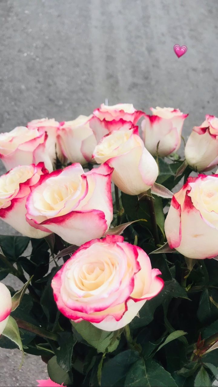 Pink White Holland Rose Flower Seeds for Planting – Heirloom, Non-GMO, High Germination Seeds