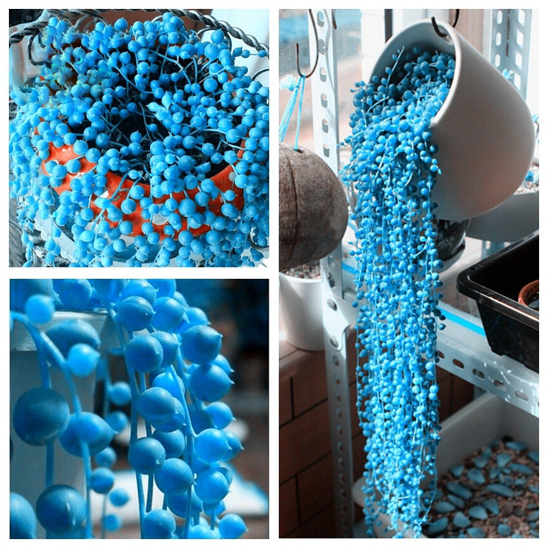 Flower Seeds, Seeds,Seeds For Planting,Plant Seeds