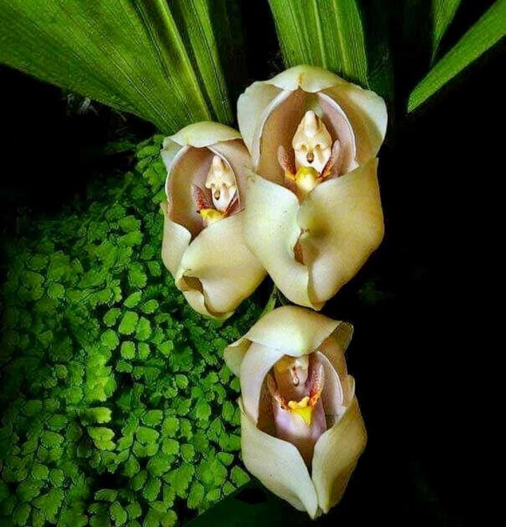 Cream Eggs Baby Orchid Flower Seeds for Planting – Heirloom, Non-GMO, Easy to Grow Organic Garden Seeds